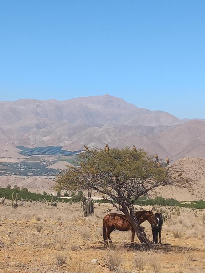 Campo De Cielo Mamalluca Valle De Elqui Викунья Экстерьер фото
